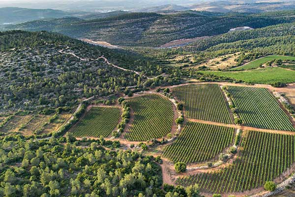 כרמים במטה יהודה